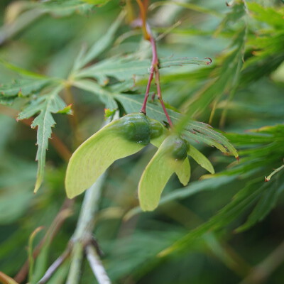 Acer palmatum Dissectum (2)